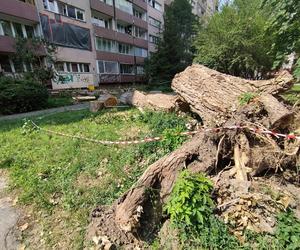 Wielkie drzewo runęło im na blok. „Widziałam, jak na mnie leci!”