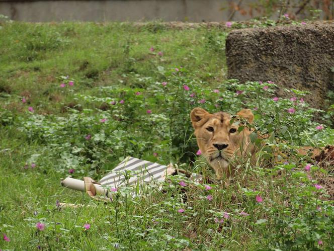 Rozrywka dla lwów z łódzkiego zoo