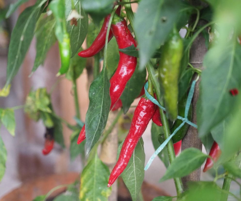 Papryka chilli