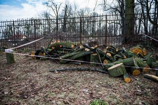 Śledztwo w sprawie wycinki stuletnich drzew zostało umorzone