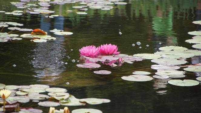 To jeden z najpiękniejszych ogrodów botanicznych w Polsce. Znajduje się na Dolnym Śląsku 