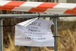 Sopot. Dziki urodziły się obok parkingu. Maciora i warchlaki przy Centrum Opieki Geriatrycznej