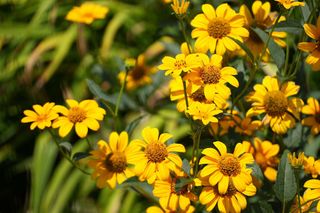 Słoneczniczek szorstki