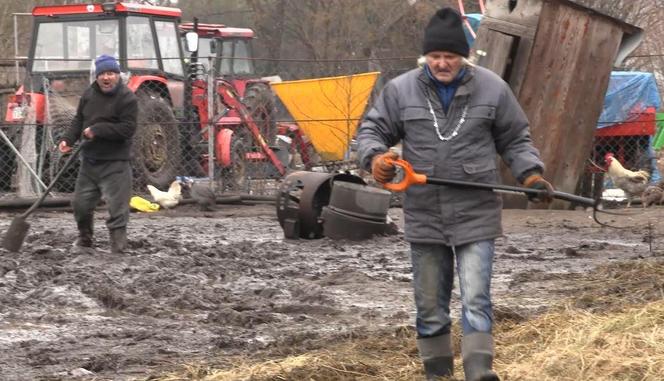 Rolnicy. Podlasie. Gorąco w Plutyczach. Gienek i Sławek próbowali zagonić cielaki do obory