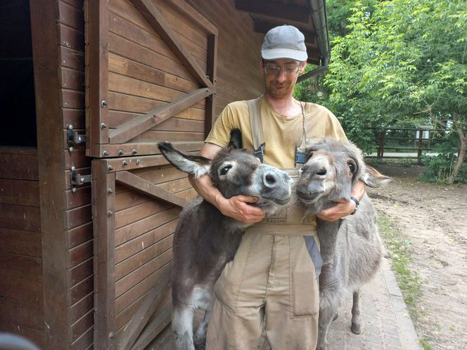 Mini ZOO w Lesznie ma nowych mieszkańców. To owce, konie i osioł