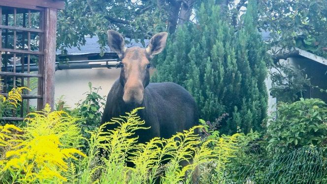 Nietypowy gość wystraszył działkowiczów! Musiała przyjechać policja