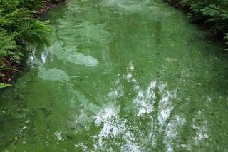 Sinice w Jeziorze Paprocany w Tychach