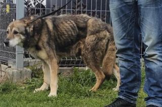 Szokujące zaniedbanie psa. Zwierzę miało w pęcherzu kilkanaście litrów moczu