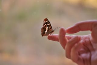 Motyl usiadł na Twojej ręce? To potężny znak od wszechświata, którego nie możesz lekceważyć. Ktoś chce się z Tobą skontaktować. Przesądy i wierzenia