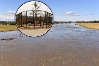 Zwierzęta z zoo w Opolu zostaną ewakuowane? Jest odpowiedź. Nie czekajcie do ostatniej chwili