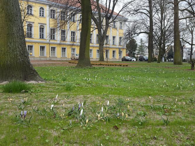 W parku na Pl. Kościuszki przygotowania do nowego sezonu