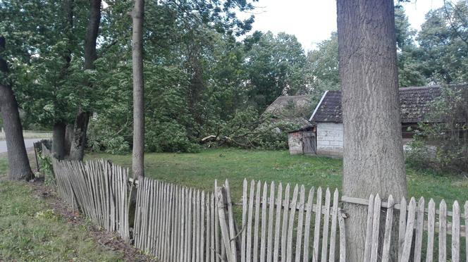 Powiśle. Halny łamał gigantyczne drzewa jak zapałki i przewracał je na samochody!