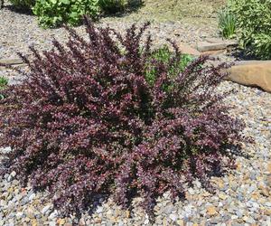 Berberys Thunberga 'Atropurpurea Nana'