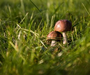 Najlepsze miejsca na zbiory grzybów Śląskiem