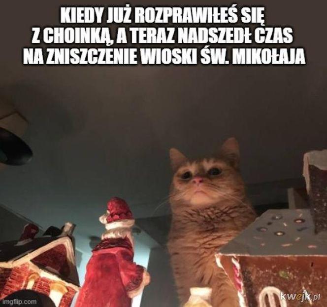 Koty opanowały internet! Memy z mruczkami bawią do łez [TOP 45]