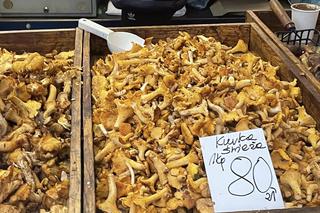 Jakie grzyby zbierać latem? Kurki i koźlarze to nie wszystko. Tych gatunków jest teraz wysyp!