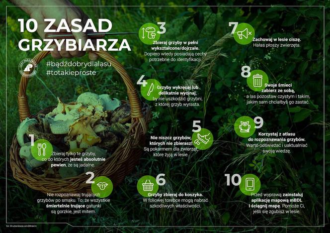 Nowa świecka tradycja - świętokrzyscy grzybiarze z lasu wynoszą nie tylko grzyby