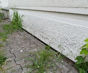  Żyją w symbiozie z gołębiami i kotami. Agresywne gryzonie opanowały blok w Warszawie