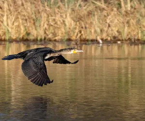 Masakra kormoranów na Jeziorze Tonowskim! Kilkaset ptaków nie żyje [ZDJĘCIA]