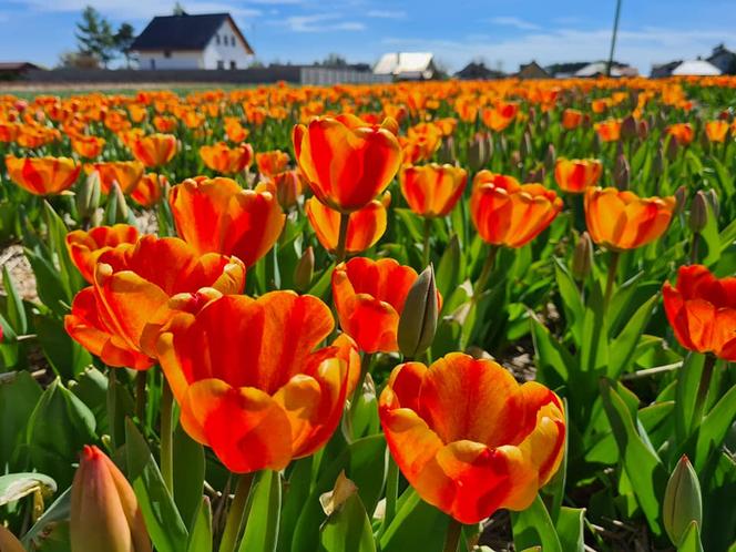 Miliony tulipanów na polach w Wielkopolsce!