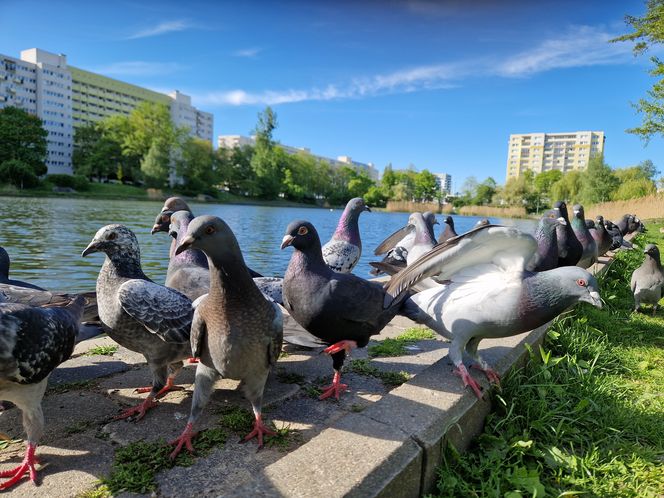 Ptasi Bufet nad bydgoskim Balatonem. Tak mieszkańcy karmią z głową!