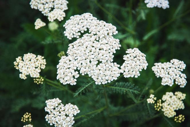 Krwawnik pospolity (Achillea millefolium)