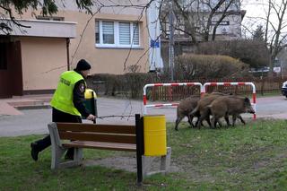  Obława na dziki w Legionowie. Komendant straży miejskiej apeluje: Nie dokarmiajmy!