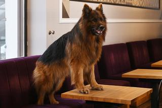  Komisarz Alex. Jacek Knap dołącza do serialu