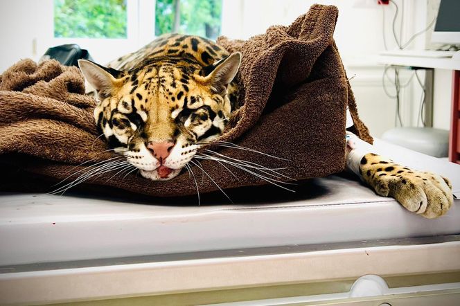 Dziki kot u weterynarza.