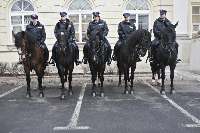 konie, policja, koń