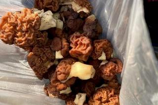 Kupiła trujące grzyby na bazarze. Cudem uniknęła śmierci