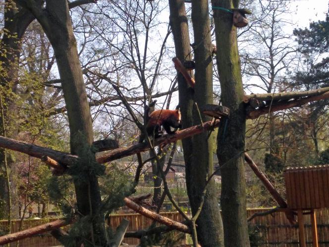 Pandy w Ogrodzie Zoobotanicznym w Toruniu