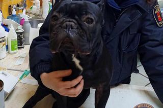 Łódź. 28-latek runął z psem z 9. piętra. Zwierzę przeżyło. Noc mu się nie stało [ZDJĘCIA]