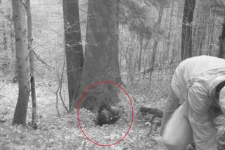 Fotopułapka uchwyciła atak niedźwiedzia. „Będzie nagroda Darwina?”