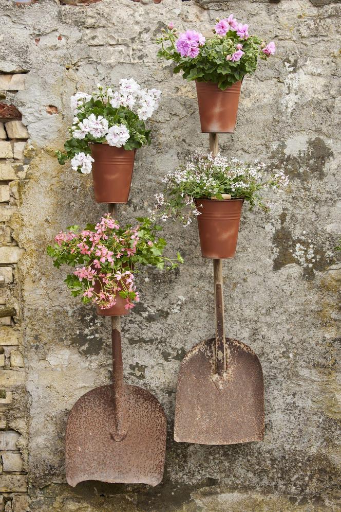 Pelargonie