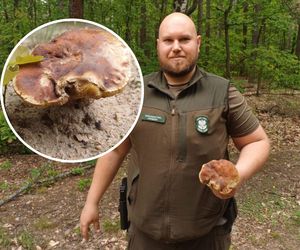 Pierwsze grzyby w woj. warmińsko-mazurskim. Leśnicy potwierdzają! 