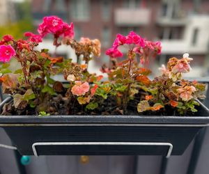 Kiedy i jak zabezpieczyć pelargonie przed zimą? Zimowanie pelargonii