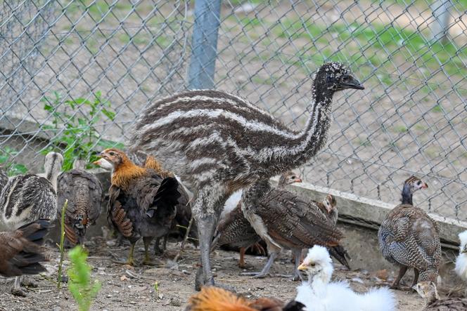 Pisklęta emu zamieszkają w poznańskim ZOO 