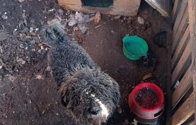 Pies uratowany przez policjantów z Tczewa