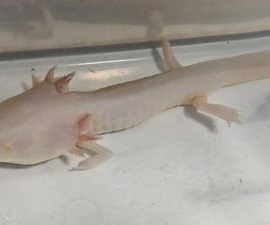 Zapomniany w akwarium, walczył o życie. Historia Zenka, aksolotla ze Świętochłowic, i jego Smoczej Mamy