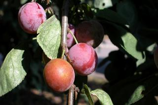 Śliwa domowa - Prunus domestica