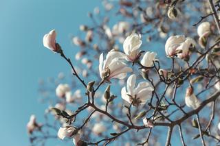 Przez to magnolia nie zakwitnie. Ten błąd zrujnuje kwiatostan na długie lata. Wiele osób notorycznie go popełnia