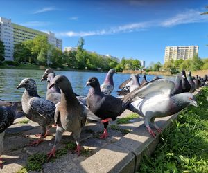 Ptasi Bufet nad bydgoskim Balatonem. Tak mieszkańcy karmią z głową!