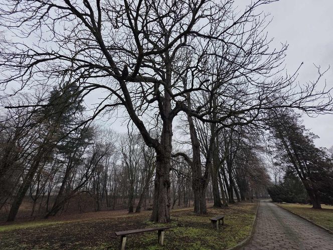  Zespół Pałacowo-Parkowy w Wysocku