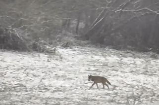 Przez wilki ludzie boją się wychodzić z domów