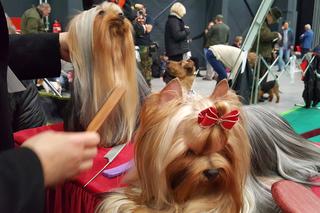 Międzynarodowa Wystawa Psów Rasowych w Bydgoszczy