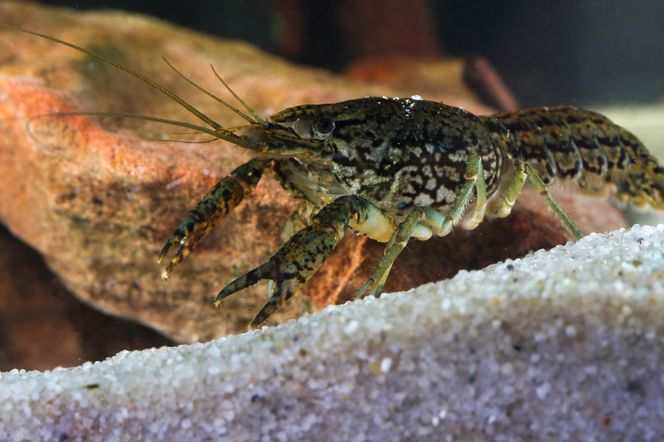 Inwazja obcych w Warszawie! Jest ich aż 100 tysięcy. Urzędnicy wynajęli łowców do walki z nimi