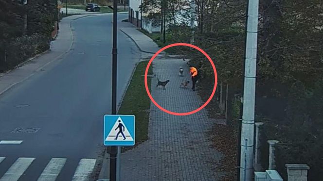 Agresywne psy zaatakowały w Bogatyni
