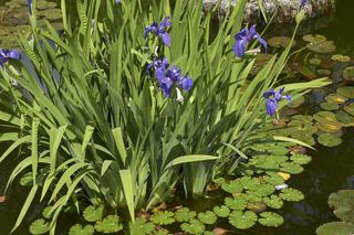 Kosaciec gładki - Iris laevigata