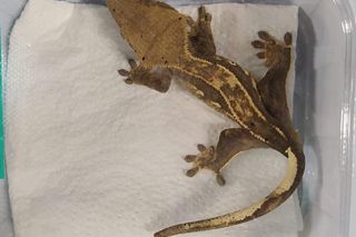 Zwierzęta gatunków chronionych trafiły w ręce policji